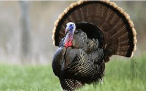 screen-shot-2016-11-22-at-10-35-49-pm